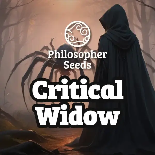 Critical Widow - PHILOSOPHER SEEDS