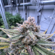Cherry Cola Auto RF3 - FASTBUDS