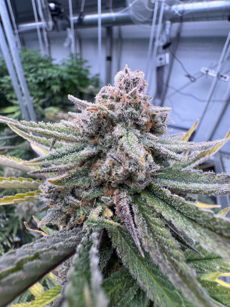 Cherry Cola Auto RF3 - FASTBUDS