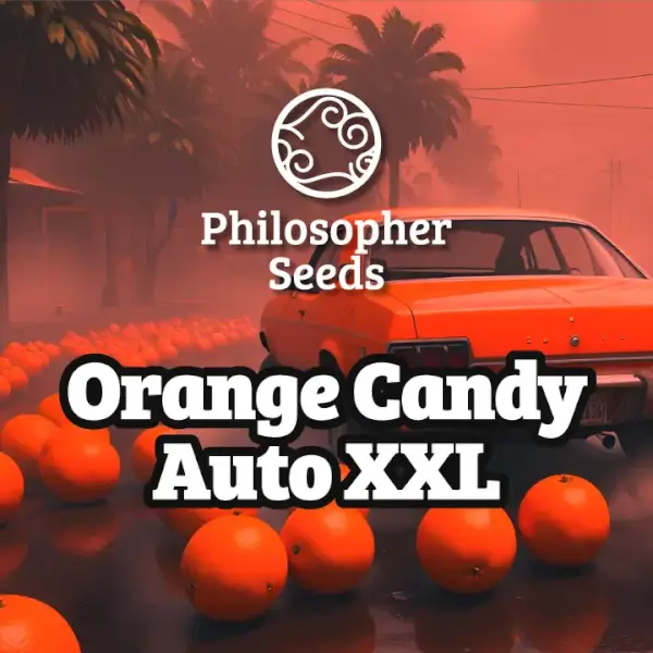 Orange Candy Auto XXL - PHILOSOPHER SEEDS