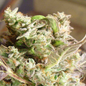 Somango - SOMA SEEDS | TanieSianie.pl