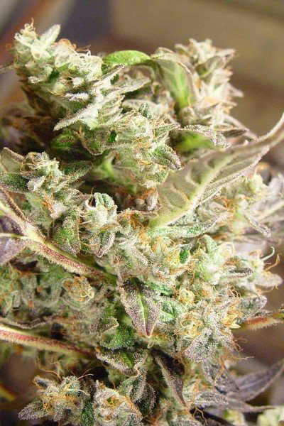 Somango - SOMA SEEDS | TanieSianie.pl