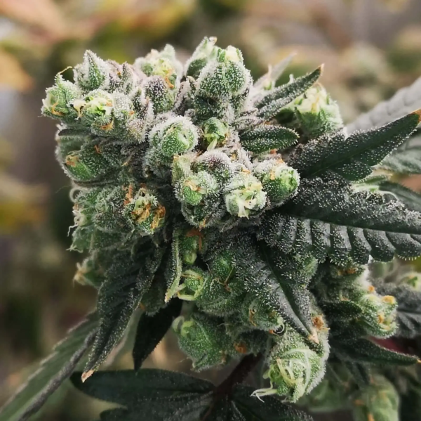 Gorilla Punch Auto - PHILOSOPHER SEEDS