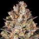 Hindu Kush - BARNEY'S FARM
