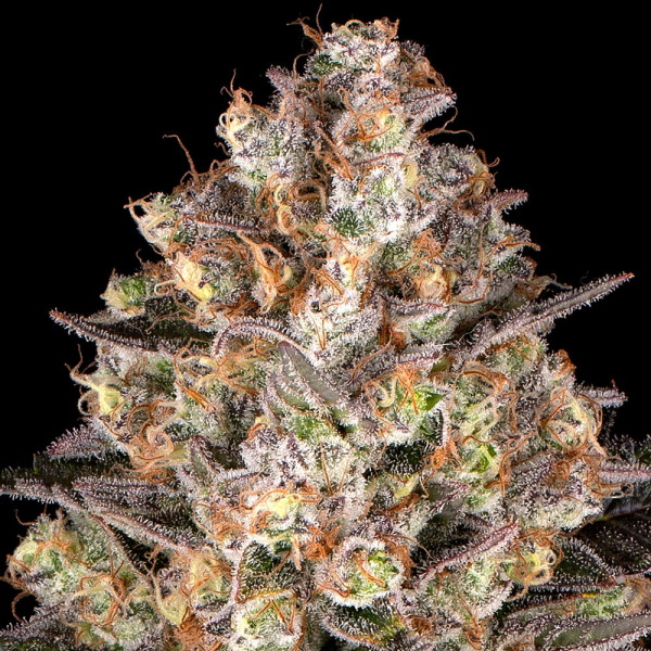 Hindu Kush - BARNEY'S FARM