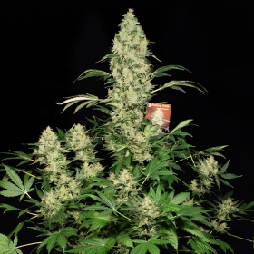AK 47 100% - SERIOUS SEEDS | TanieSianie.pl