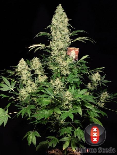 AK 47 100% - SERIOUS SEEDS | TanieSianie.pl