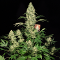 AK 47 100% - SERIOUS SEEDS