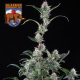 Alaskan Bananaberry Auto - SEEDSMAN