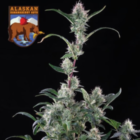 Alaskan Bananaberry Auto - SEEDSMAN