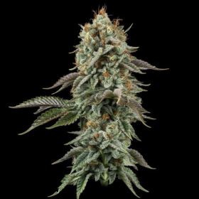 Sour Diesel - SEEDSMAN