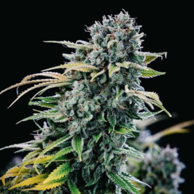 Green Crack - SEEDSMAN