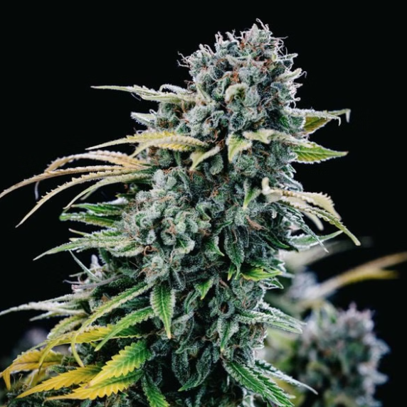 Green Crack - SEEDSMAN