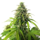 AK Auto - BLIMBURN SEEDS