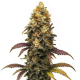 BC Diesel - BLIMBURN SEEDS