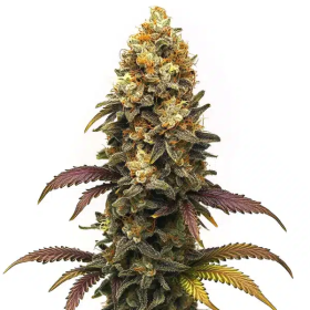 BC Diesel - BLIMBURN SEEDS