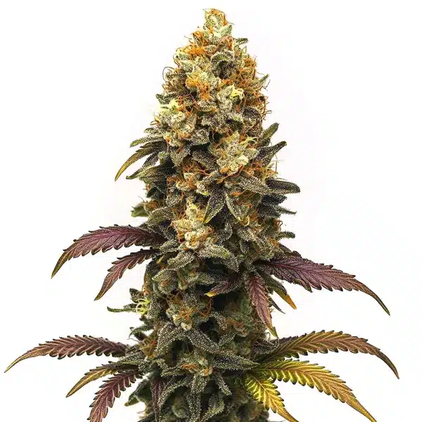 BC Diesel - BLIMBURN SEEDS
