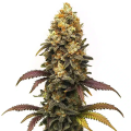 BC Diesel - BLIMBURN SEEDS