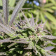 Biddy Early - SERIOUS SEEDS | TanieSianie.pl