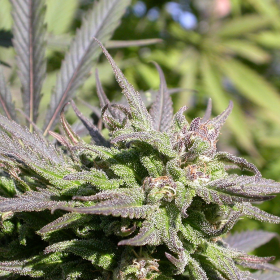 Biddy Early - SERIOUS SEEDS | TanieSianie.pl