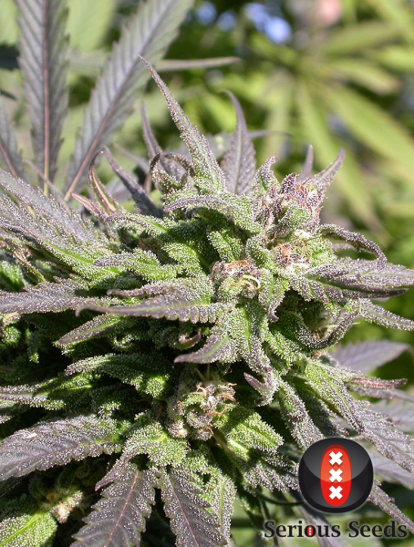 Biddy Early - SERIOUS SEEDS | TanieSianie.pl