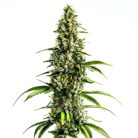 Chocolopez - BLIMBURN SEEDS