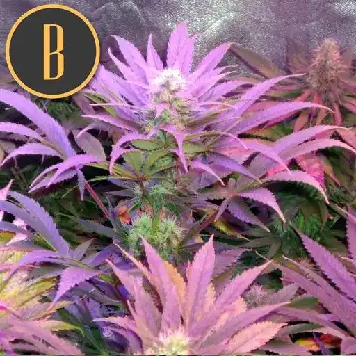 Cream Auto - BLIMBURN SEEDS