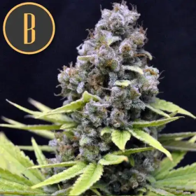 Critical Auto - BLIMBURN SEEDS