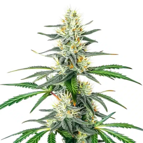Dama Blanca - BLIMBURN SEEDS
