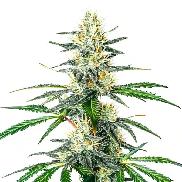 Dama Blanca - BLIMBURN SEEDS
