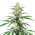 Dama Blanca - BLIMBURN SEEDS