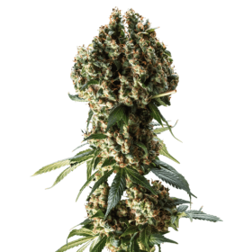 Granddaddy Purple - BLIMBURN SEEDS