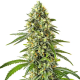 Guanabana - BLIMBURN SEEDS