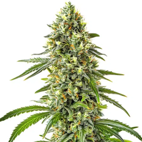 Guanabana - BLIMBURN SEEDS