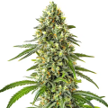 Guanabana - BLIMBURN SEEDS