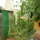 Chronic 100% - SERIOUS SEEDS | TanieSianie.pl