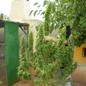 Chronic 100% - SERIOUS SEEDS | TanieSianie.pl