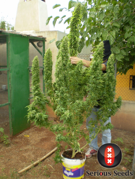 Chronic 100% - SERIOUS SEEDS | TanieSianie.pl