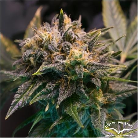 Strawberry Cough - DUTCH PASSION | TanieSianie.pl