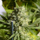 Double Dutch - SERIOUS SEEDS | TanieSianie.pl