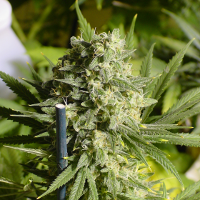 Double Dutch - SERIOUS SEEDS | TanieSianie.pl