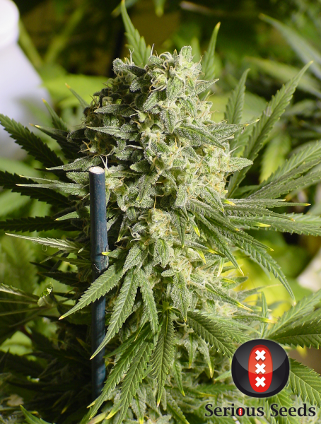 Double Dutch - SERIOUS SEEDS | TanieSianie.pl