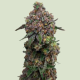 Cosmic Cheddar F1 Hybryda - ROYAL QUEEN SEEDS