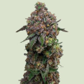 Cosmic Cheddar F1 Hybryda - ROYAL QUEEN SEEDS