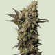 Astro Lemonade F1 Hybryda - ROYAL QUEEN SEEDS