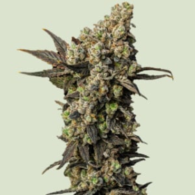 Astro Lemonade F1 Hybryda - ROYAL QUEEN SEEDS