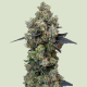 Orbital Banana F1 Hybryda - ROYAL QUEEN SEEDS