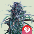 Banana Brawler - ROYAL QUEEN SEEDS X TYSON 2.0