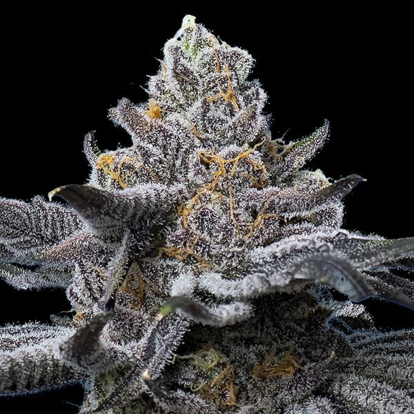 LFG - BARNEY'S FARM