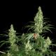 Kali Mist - SERIOUS SEEDS | TanieSianie.pl